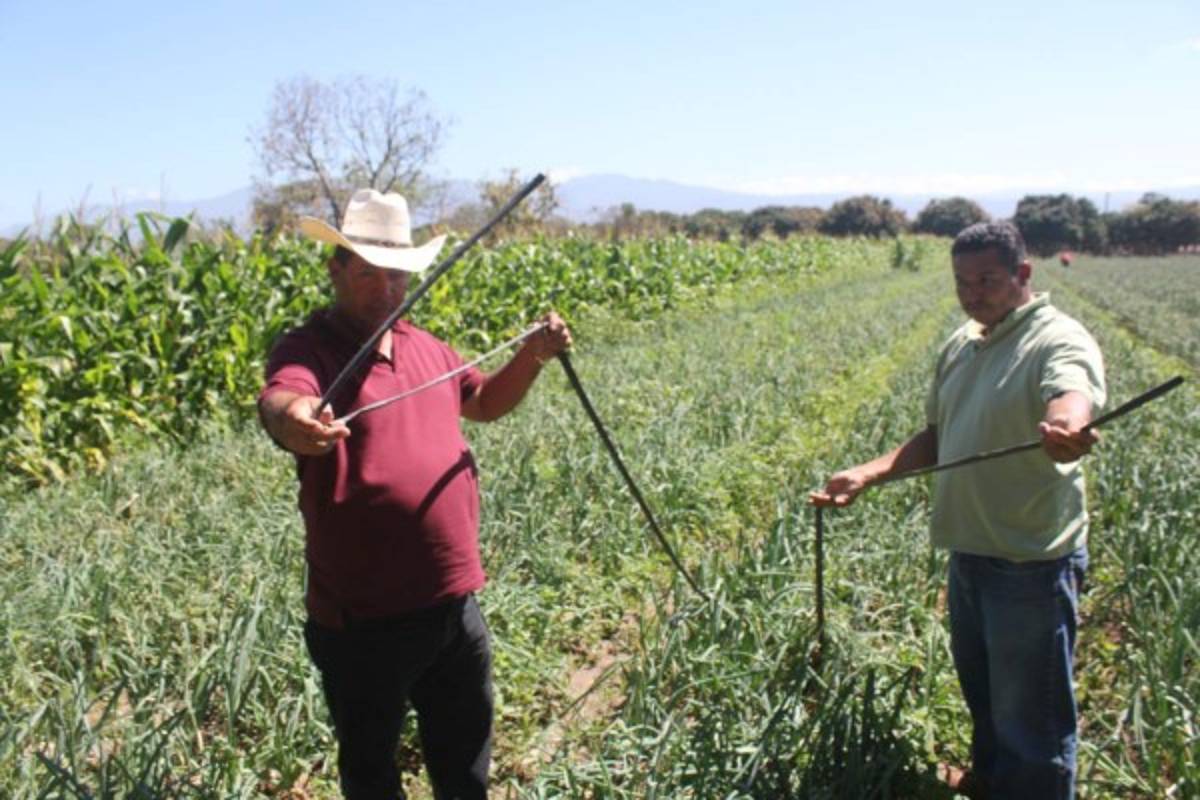 A pura mano productores irrigan sus cultivos en Lejamaní, La Paz