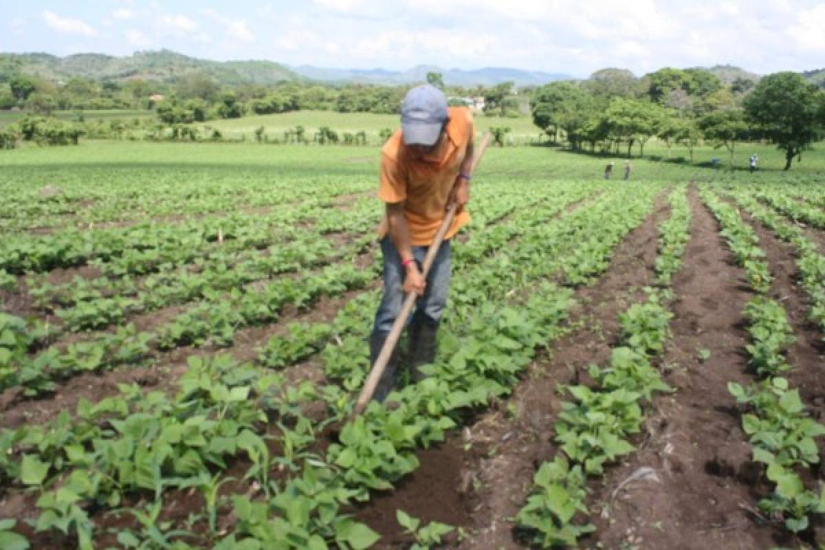 Honduras: 35 mil productores se alistan para las siembras de primera
