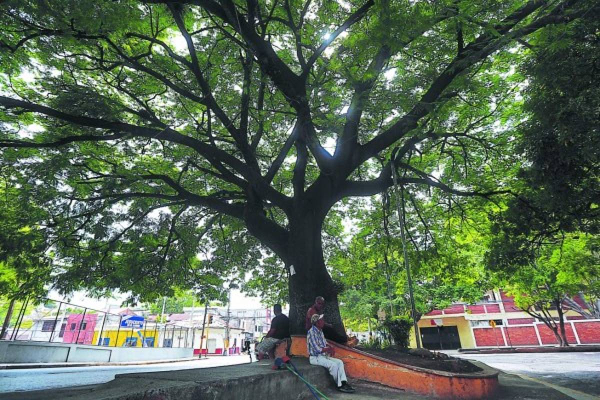 Dos frondosos guanacastes son declarados Árboles Históricos