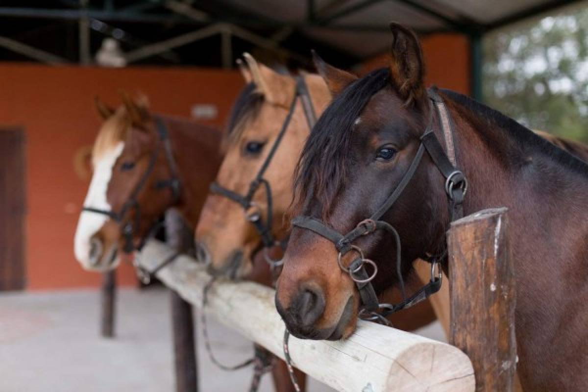 Horses that heal: equine therapy, an alternative treatment