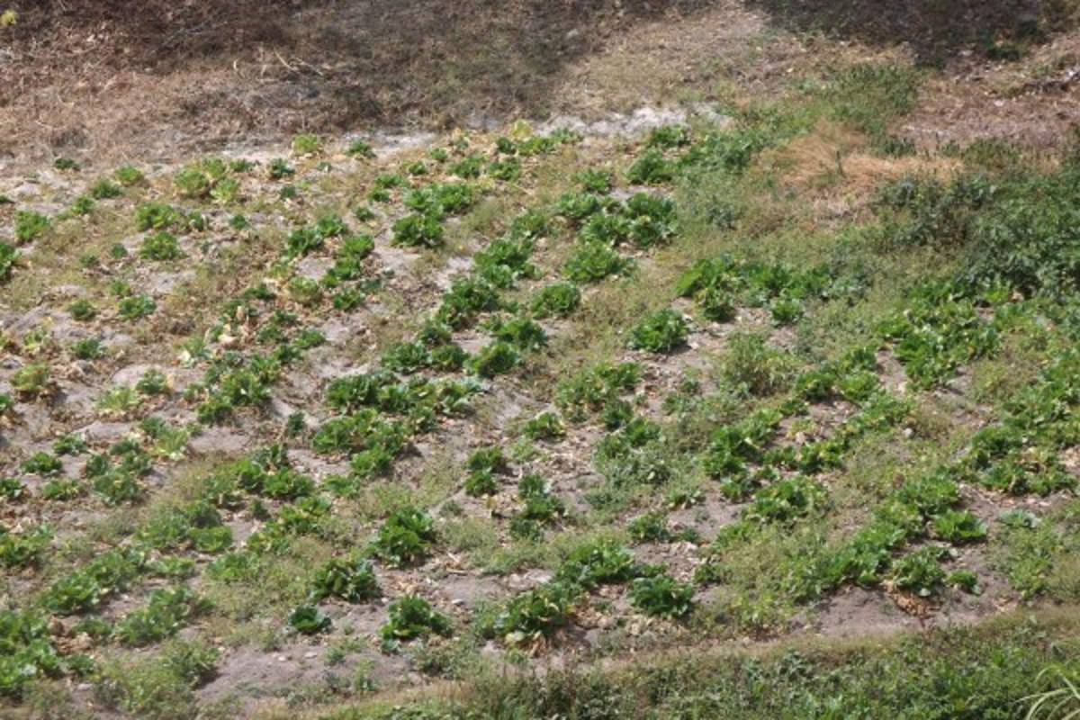 Alcaldía de Lepaterique opera con apenas L 18 millones de presupuesto