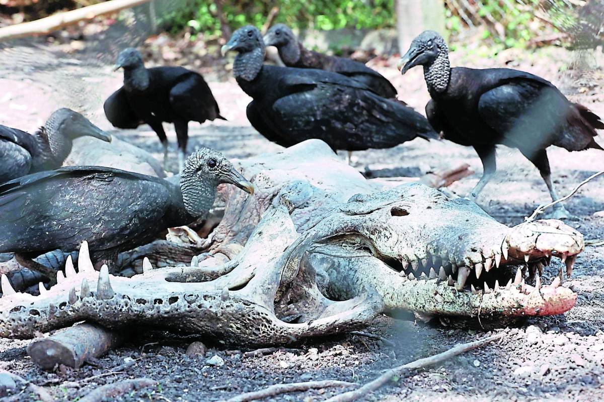 Los cadáveres de los cocodrilos en la Hacienda Continental.