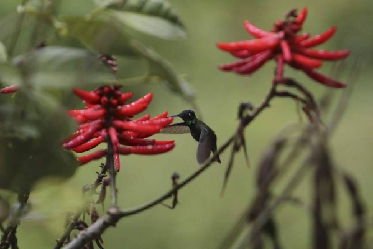 Jutiapa, lugar donde las flores huelen a progreso