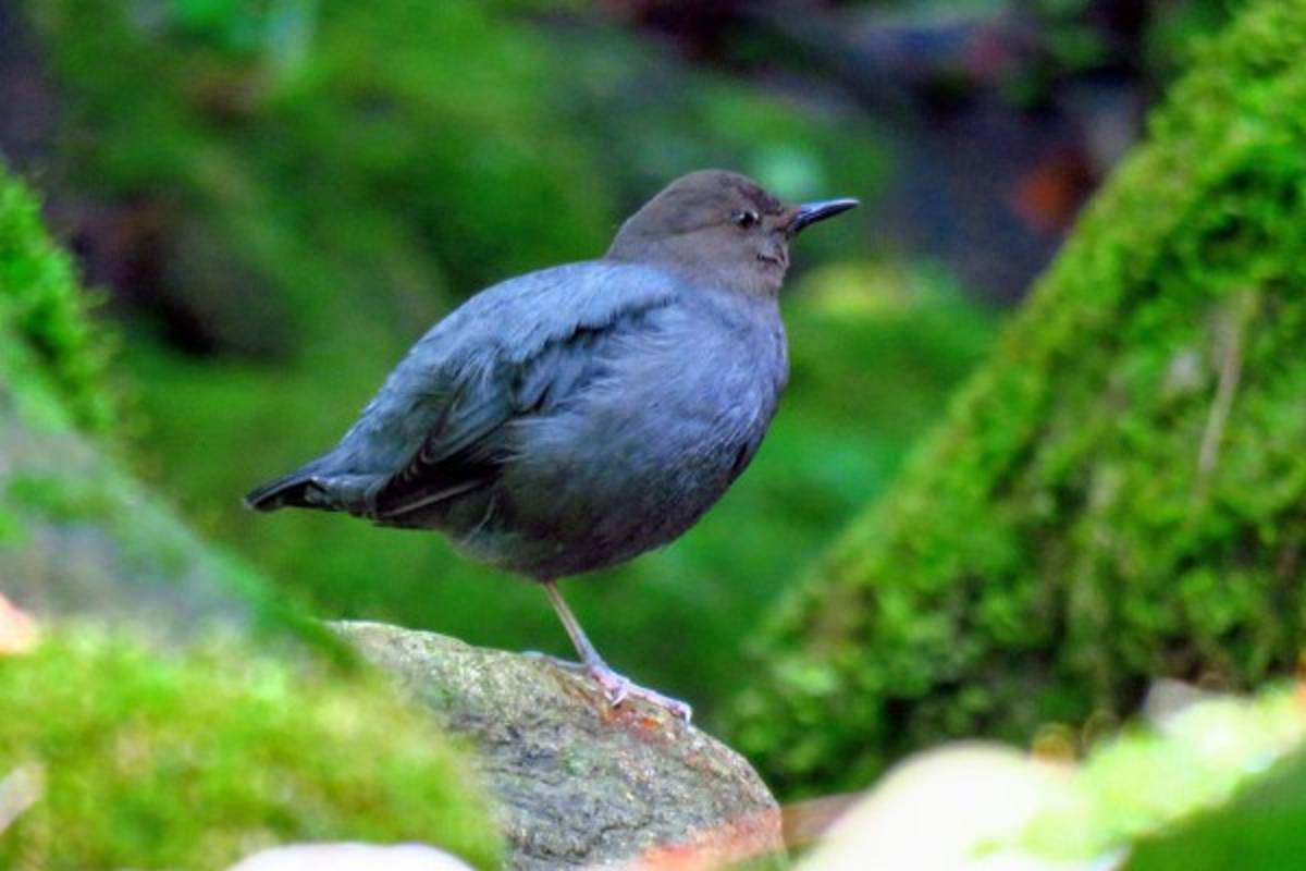 Un descubrimiento en Los Confines