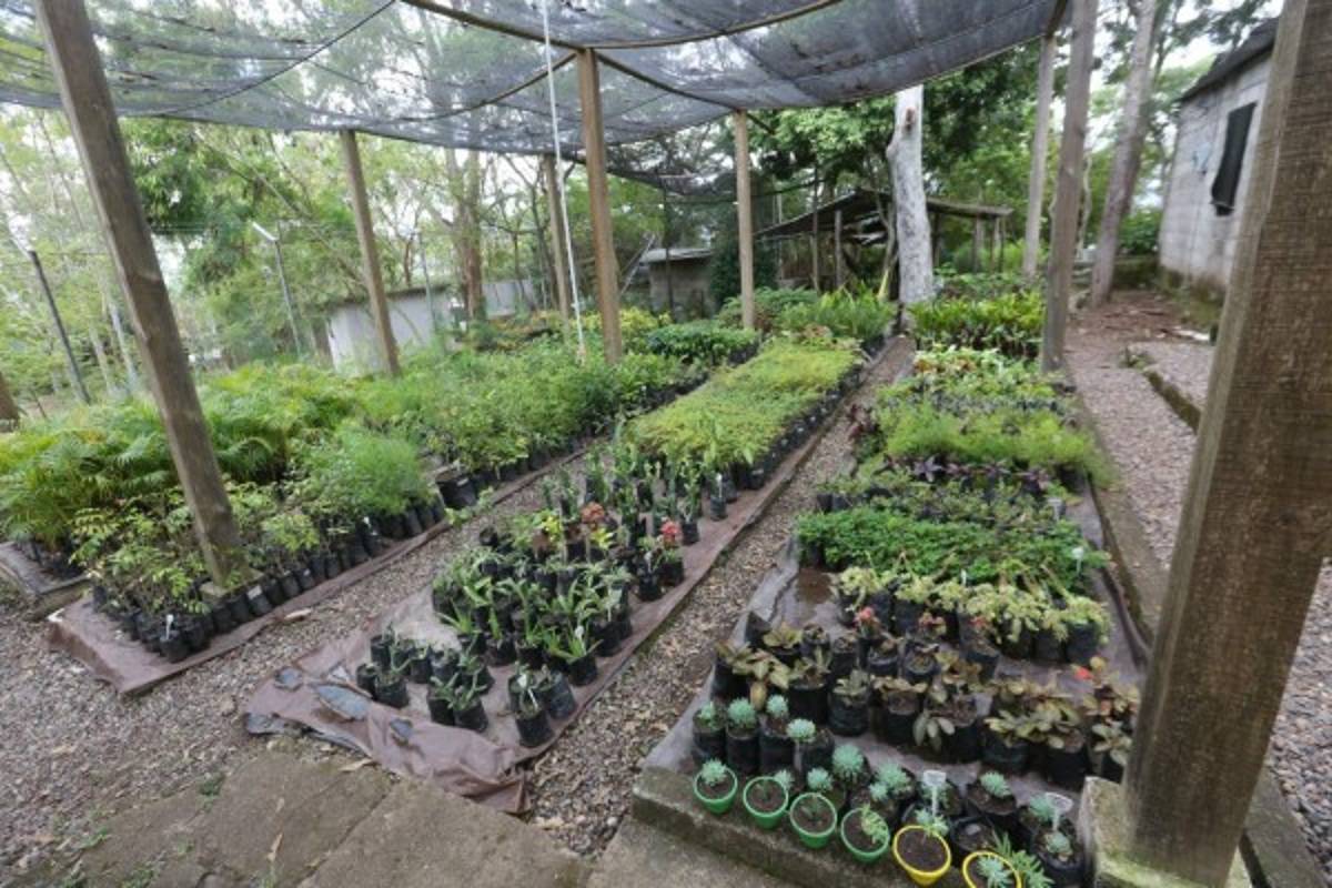 Honduras: En enero inicia la primera fase para recuperar el Juana Laínez