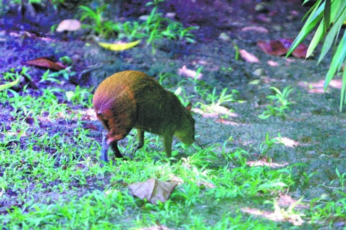 Aventura para explorar la vida silvestre en Roatán