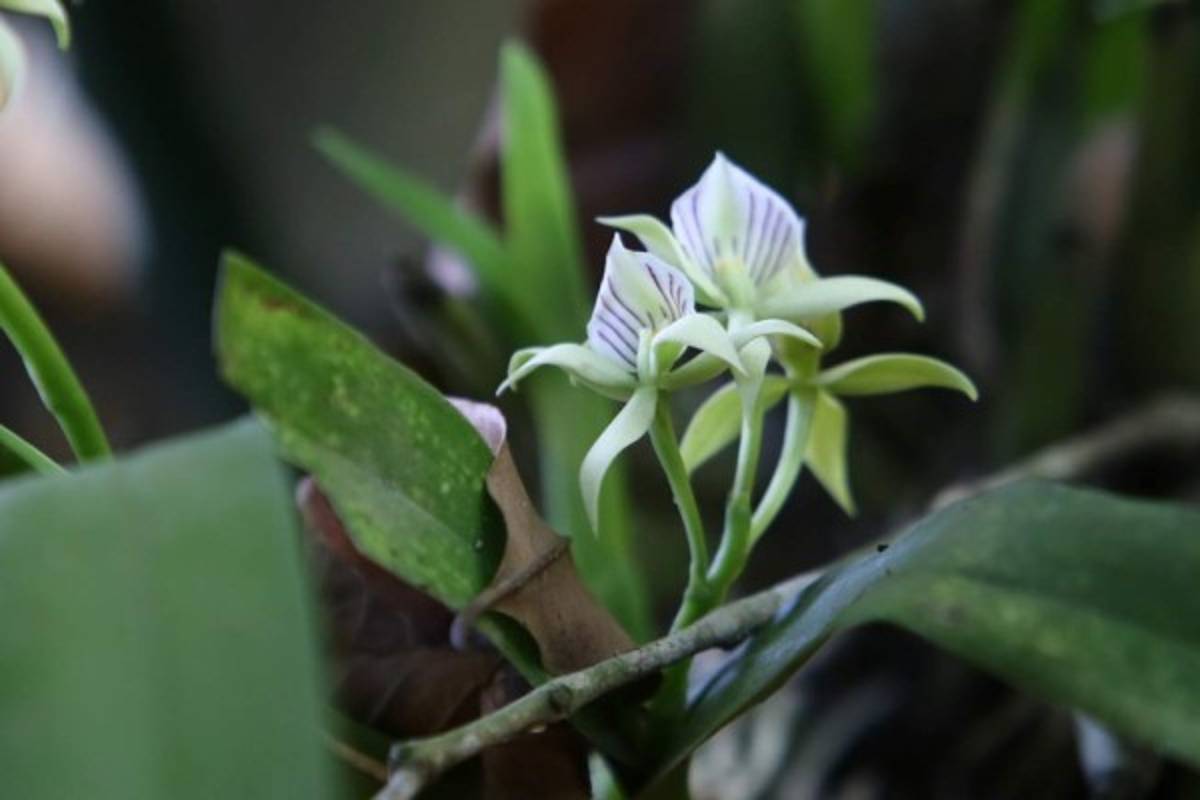 n esta zona, los turistas podrán apreciar de cerca la Flor Nacional de Honduras, la orquídea Rhyncholaelia digbyana. /Foto: Emilio Flores / EL HERALDO