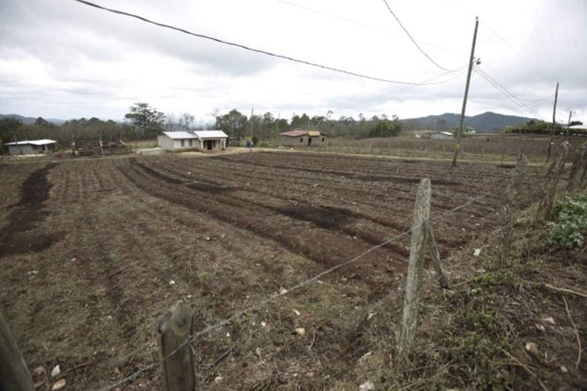 Al menos 50% de la producción se perdió por falta de lluvias en Lepaterique