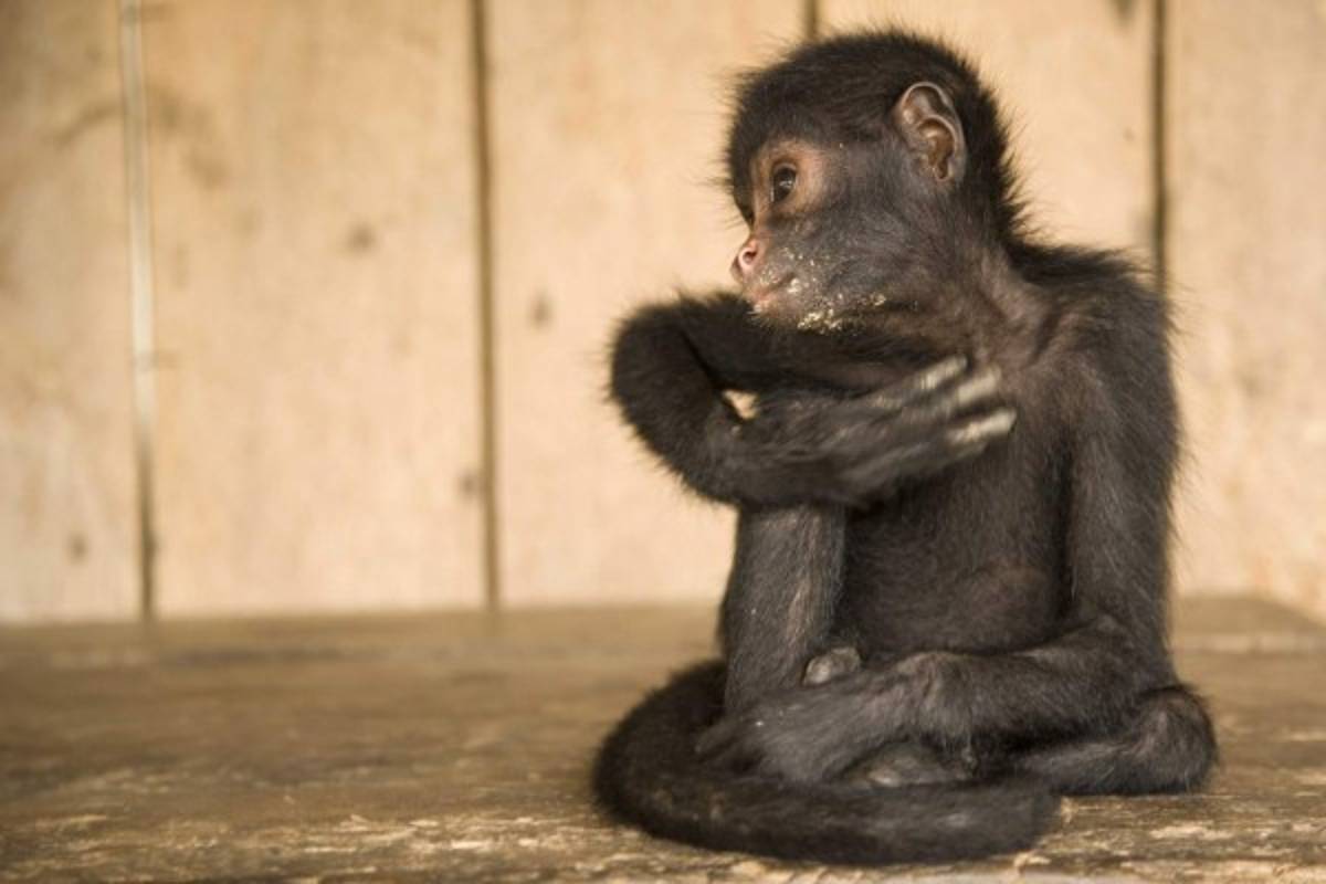 La selva Amazónica, el exhuberante pulmón del planeta