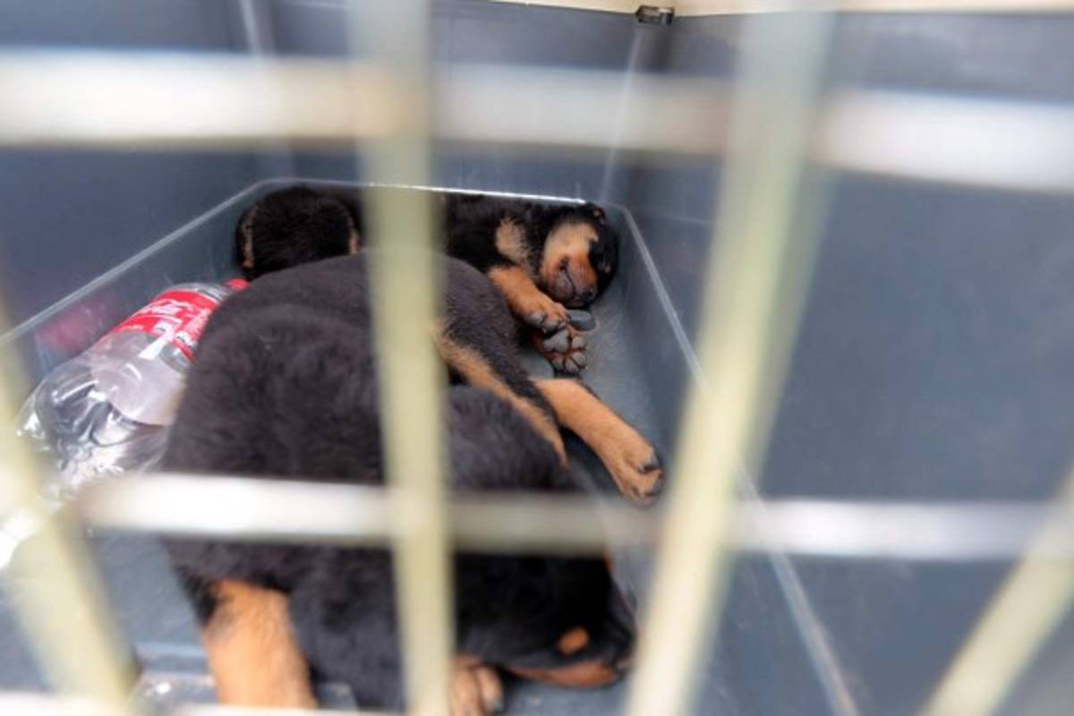 Reos de la MS tenían perros pitbull y rottweiler en la PN