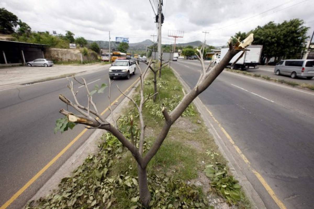 En los últimos cinco años se han cortado 400 árboles en la capital de Honduras