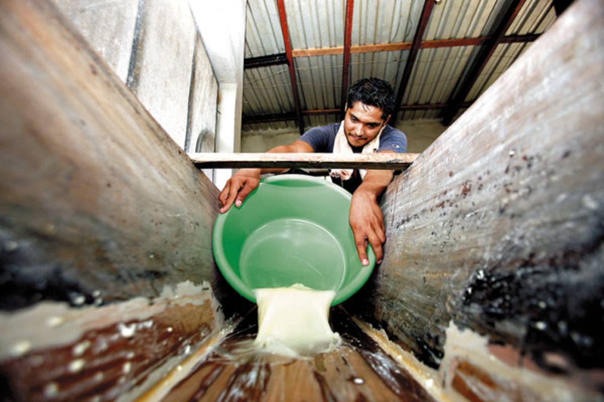 Honduras: El quesillo y el secreto de su elasticidad