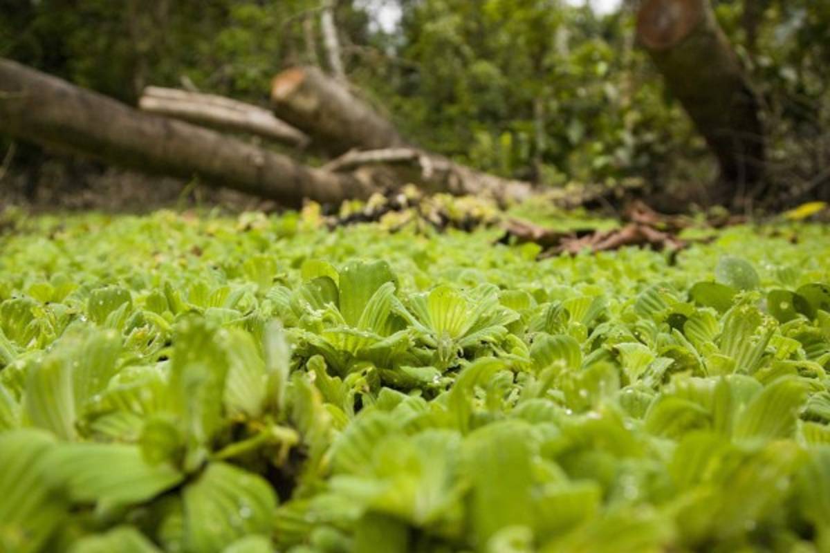 La selva Amazónica, el exhuberante pulmón del planeta