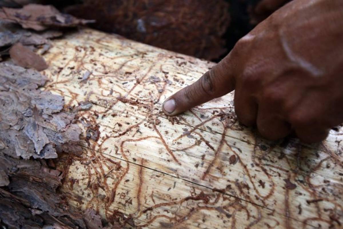 El 40% de los bosques de La Tigra han sido atacados por el gorgojo