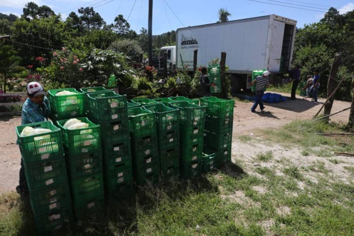 Lepaterique proporciona el 80% de hortalizas al Distrito Central