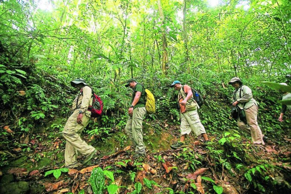 Pico Bonito, un espléndido edén de vida silvestre en la novia de Honduras