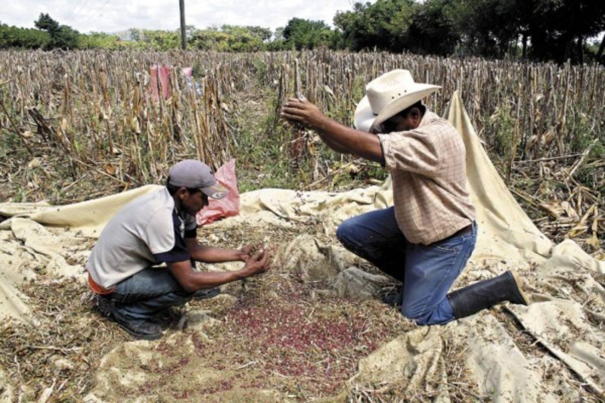 Por sequía, campesinos desisten de producir granos básicos