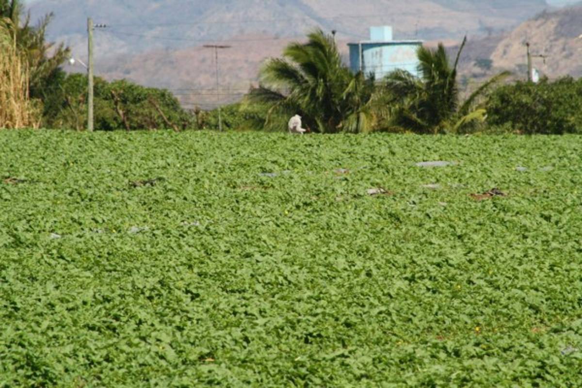 Melón, un producto de exportación y fuente de empleo con sello sureño