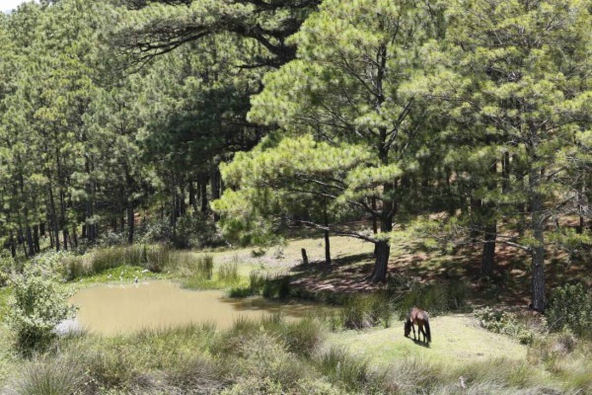 Transformación de La Tigra en riesgo por elevado déficit