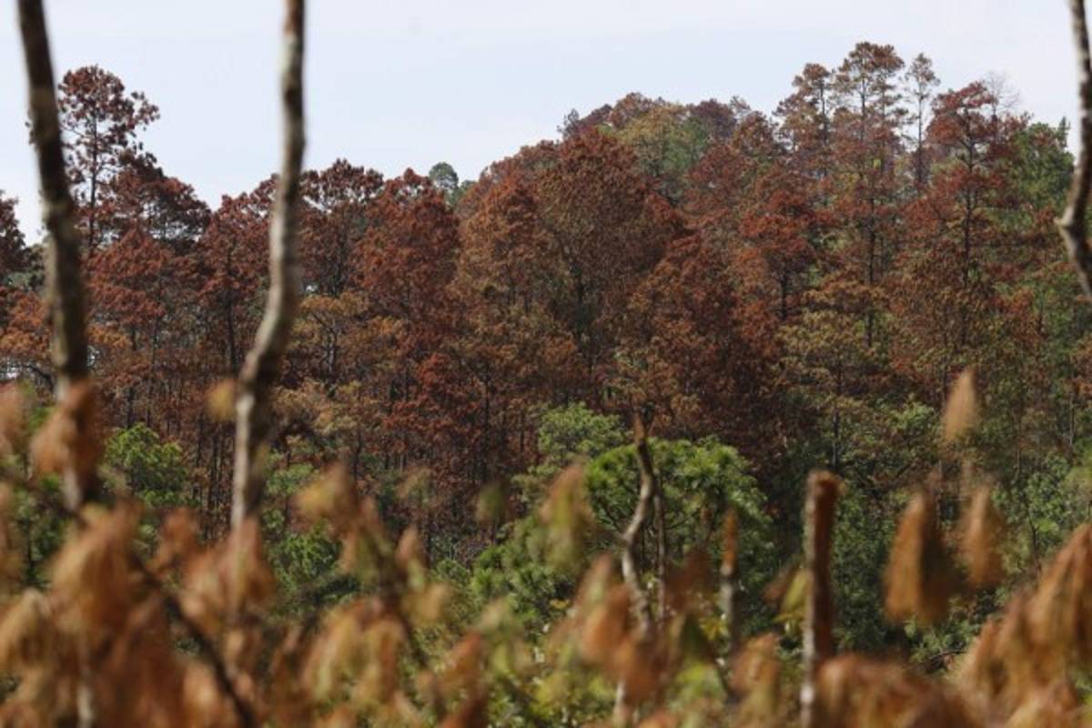 El 40% de los bosques de La Tigra han sido atacados por el gorgojo