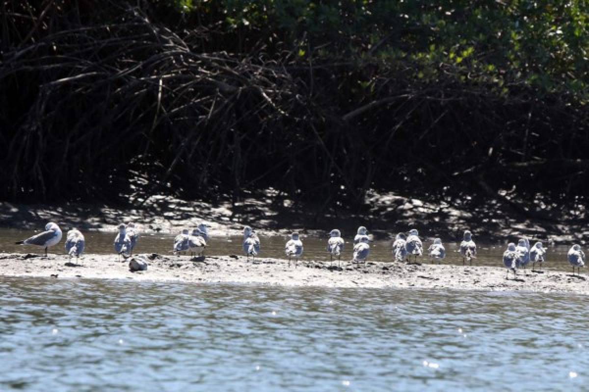 San Lorenzo, la perla que resplandece y conquista Honduras