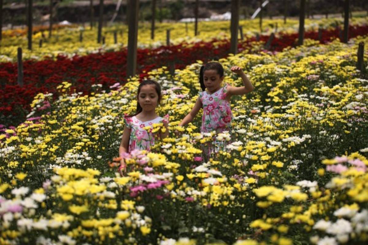Color y arte en el II festival de las flores