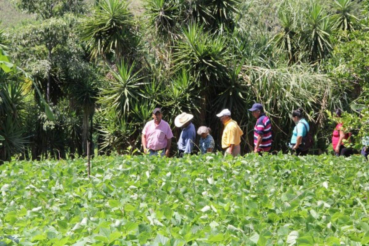 El Salvador es un mercado apetecible para vegetales y hortalizas