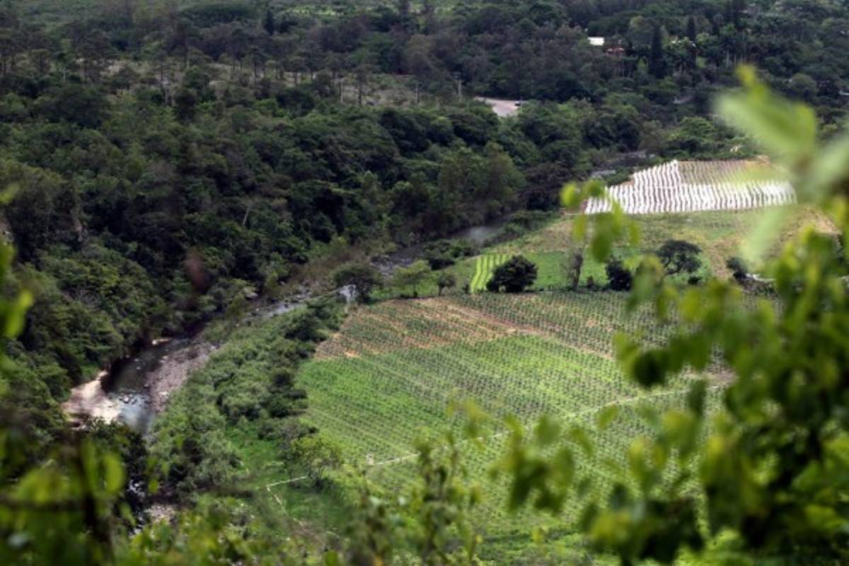 Degradación de bosque pone en riesgo producción de agua