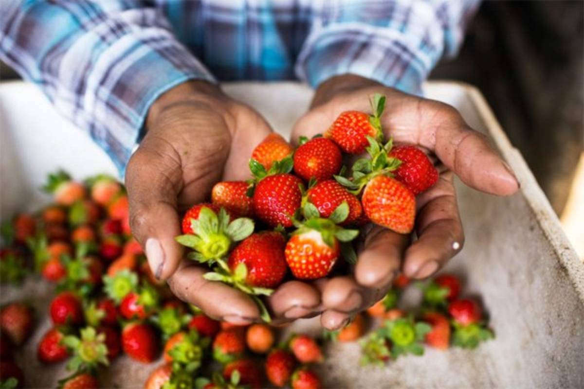 Honduras: Emiliano Domínguez, 'héroe” en el agro