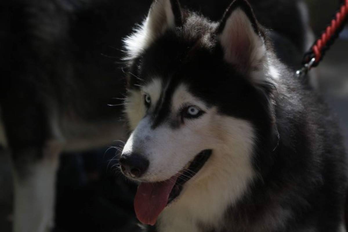 Huskylandia Hn, una manada de amigos unidos por el bien de sus mascotas