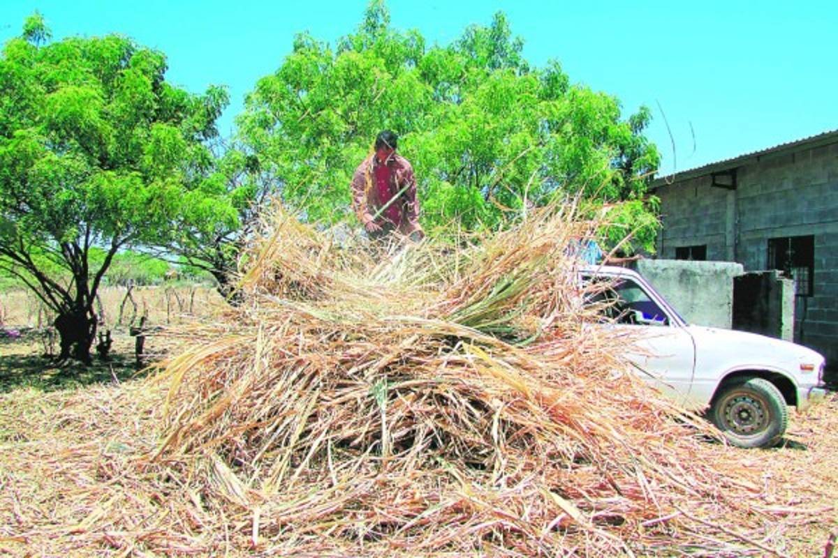 Honduras: Agricultores y ganaderos enfrentan sequía en Marcovia