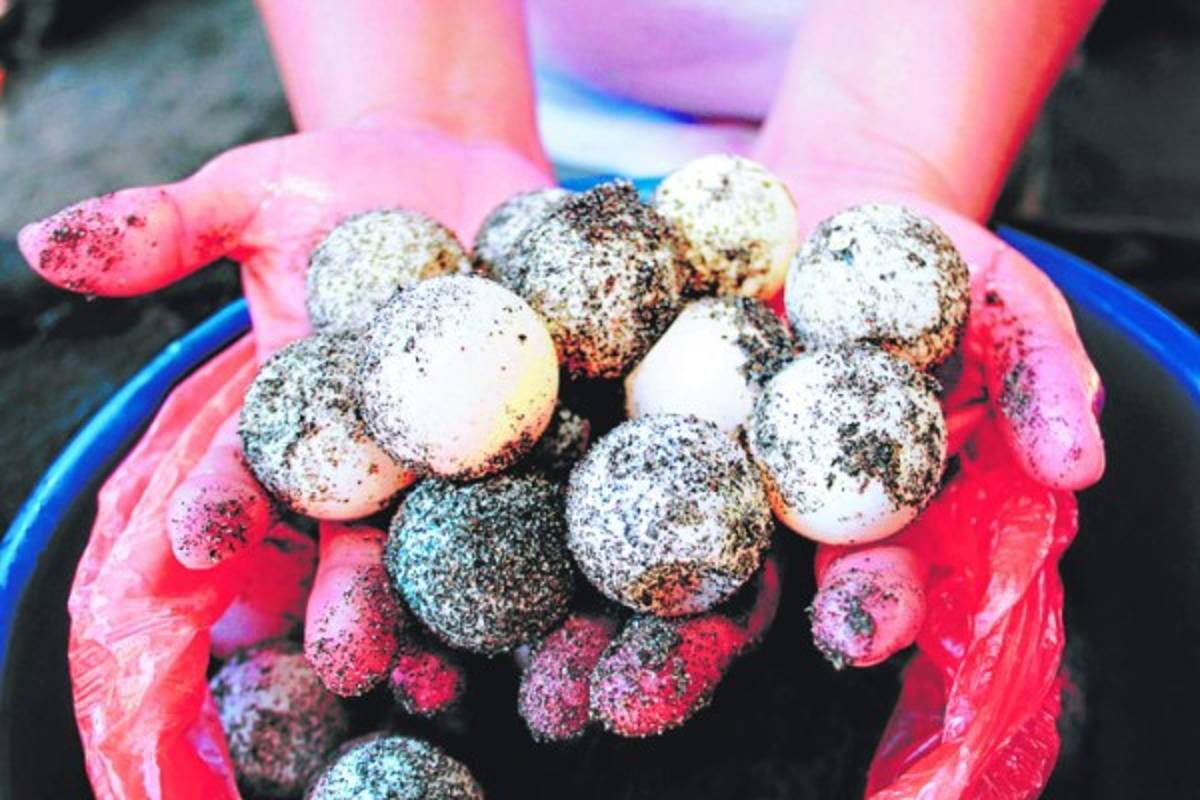 Un mágico recorrido para conocer a la tortuga golfina