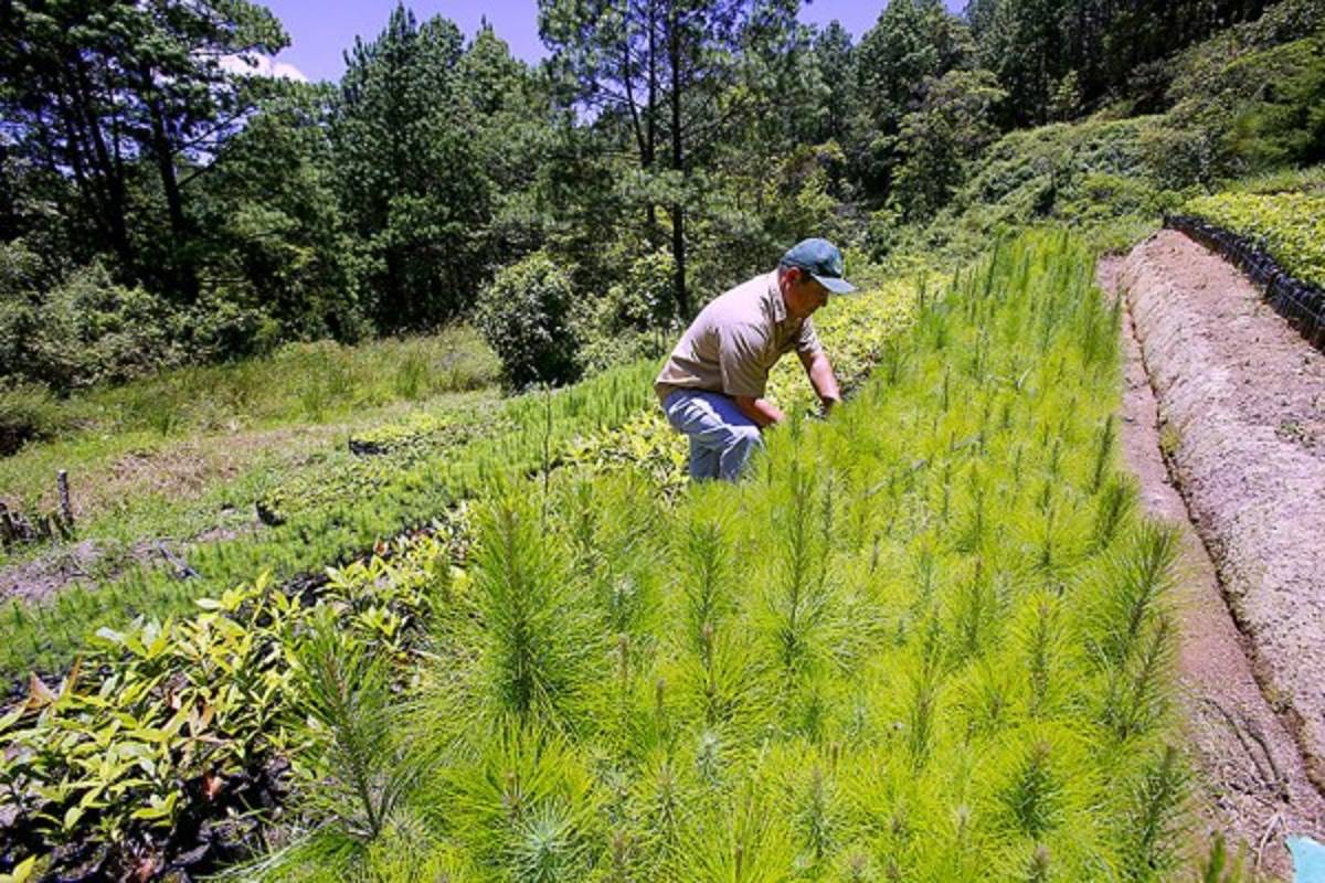 Exuberante belleza natural en La Tigra