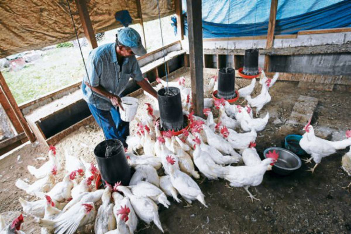 Senasa retrasa exportación de pollo