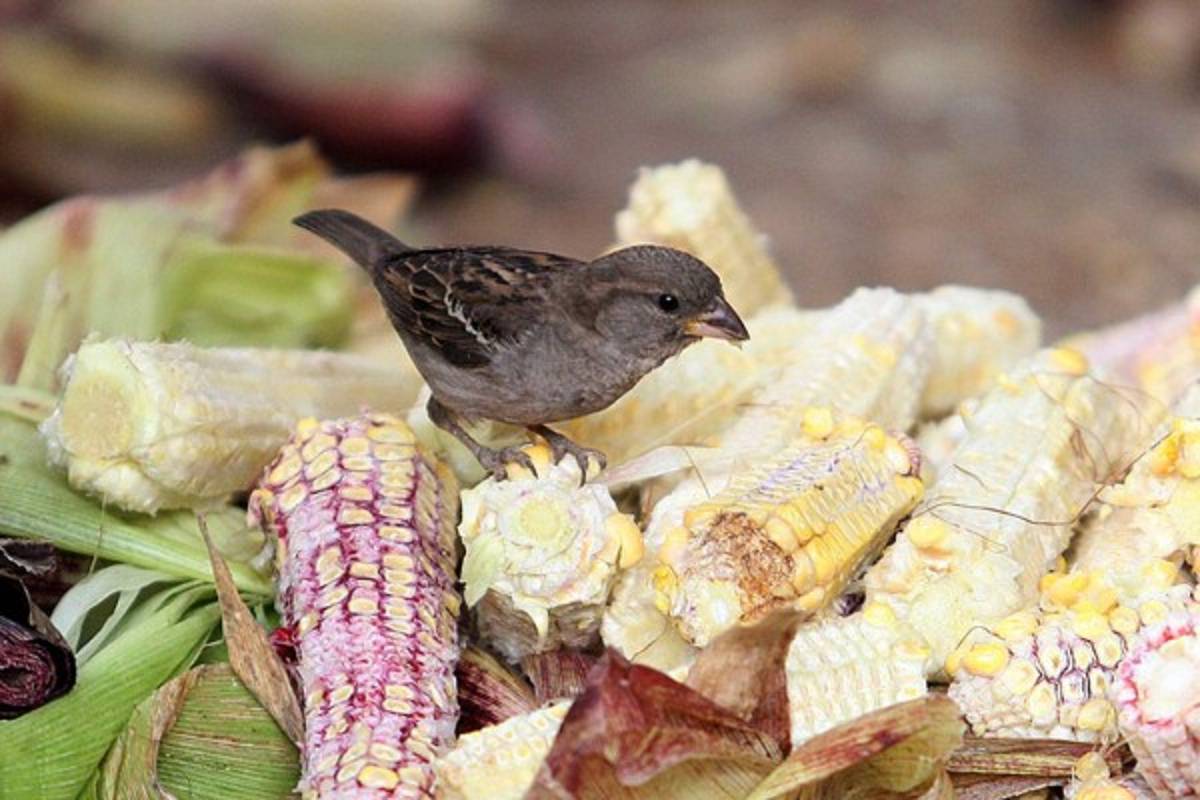 Las Fotos de la Semana en ElHeraldo.hn