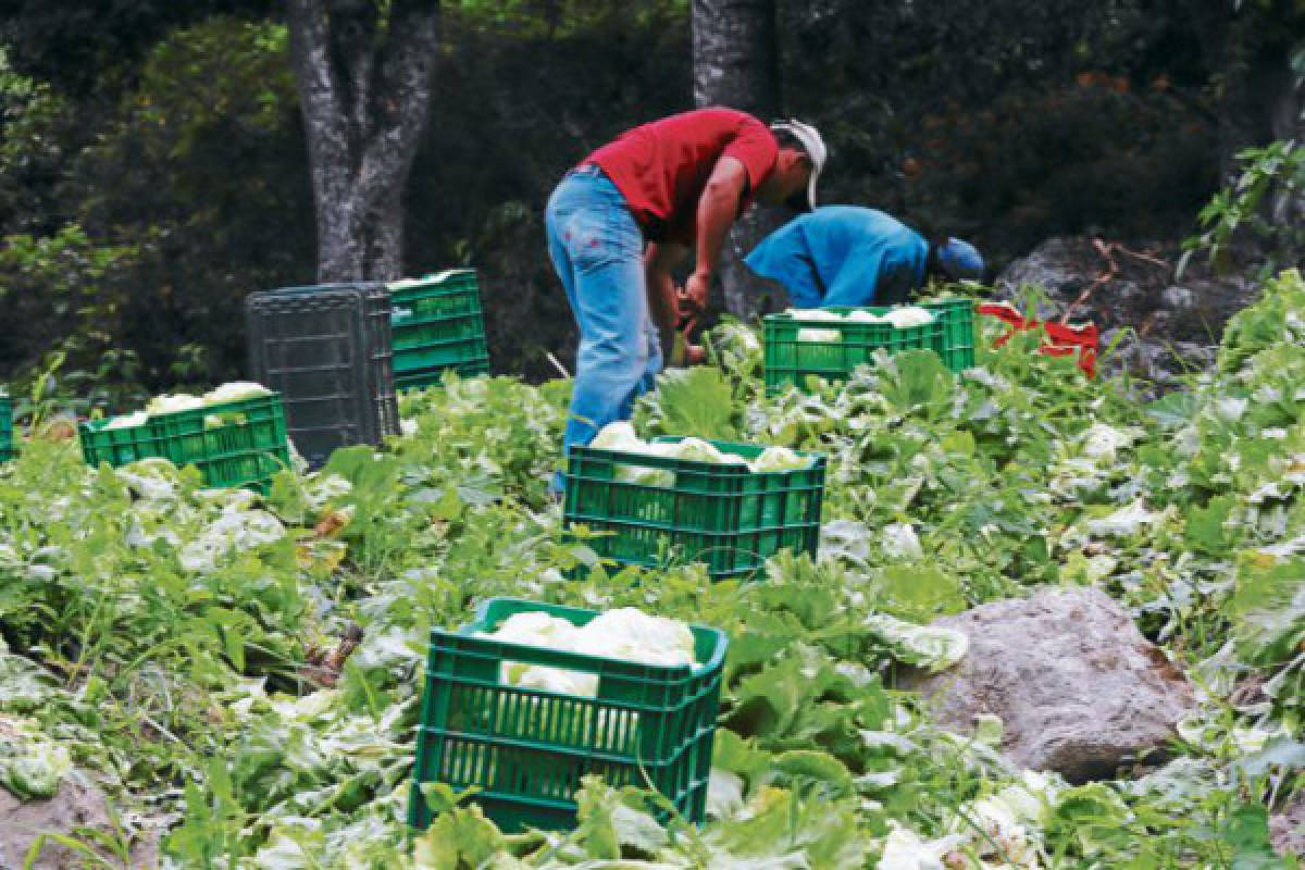 Lepaterique mayor abastecedor de mayoreos y supermercados