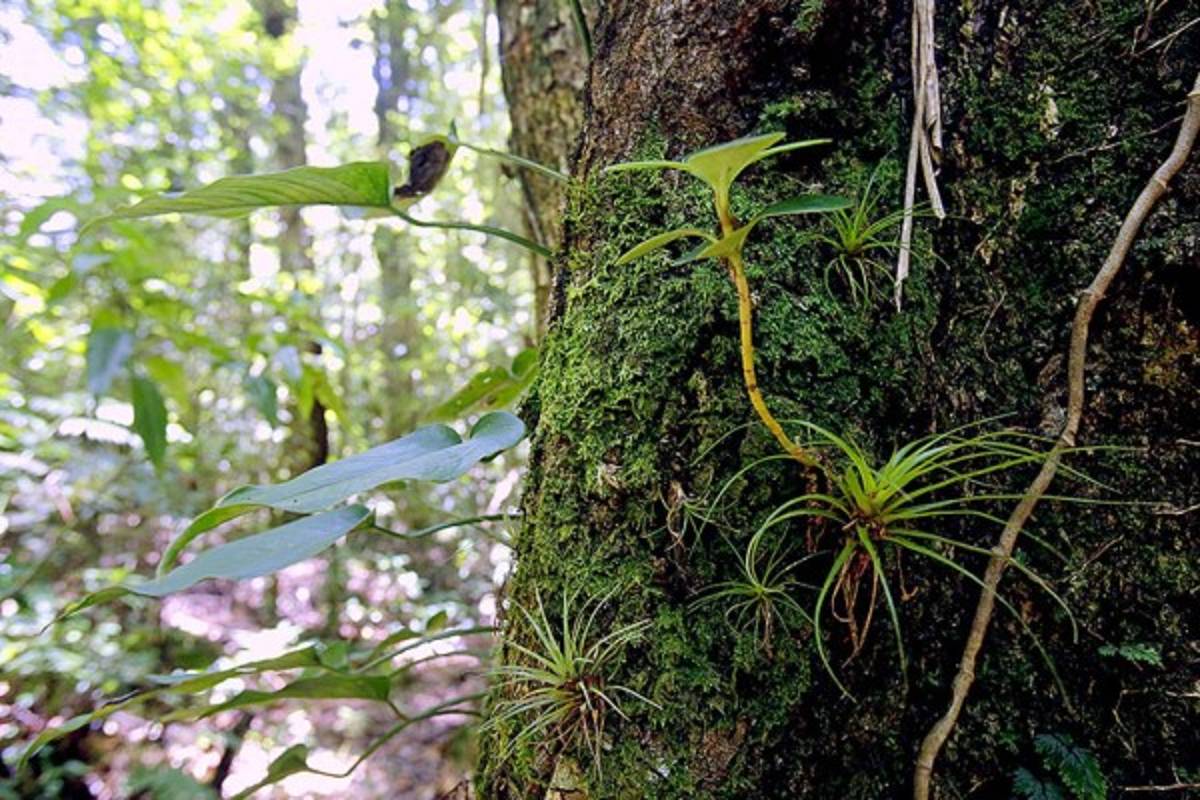 Exuberante belleza natural en La Tigra