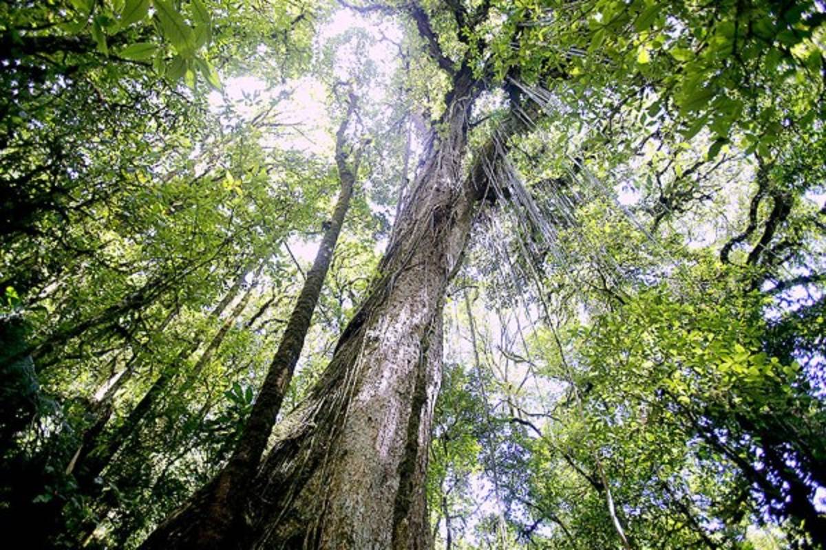 Exuberante belleza natural en La Tigra