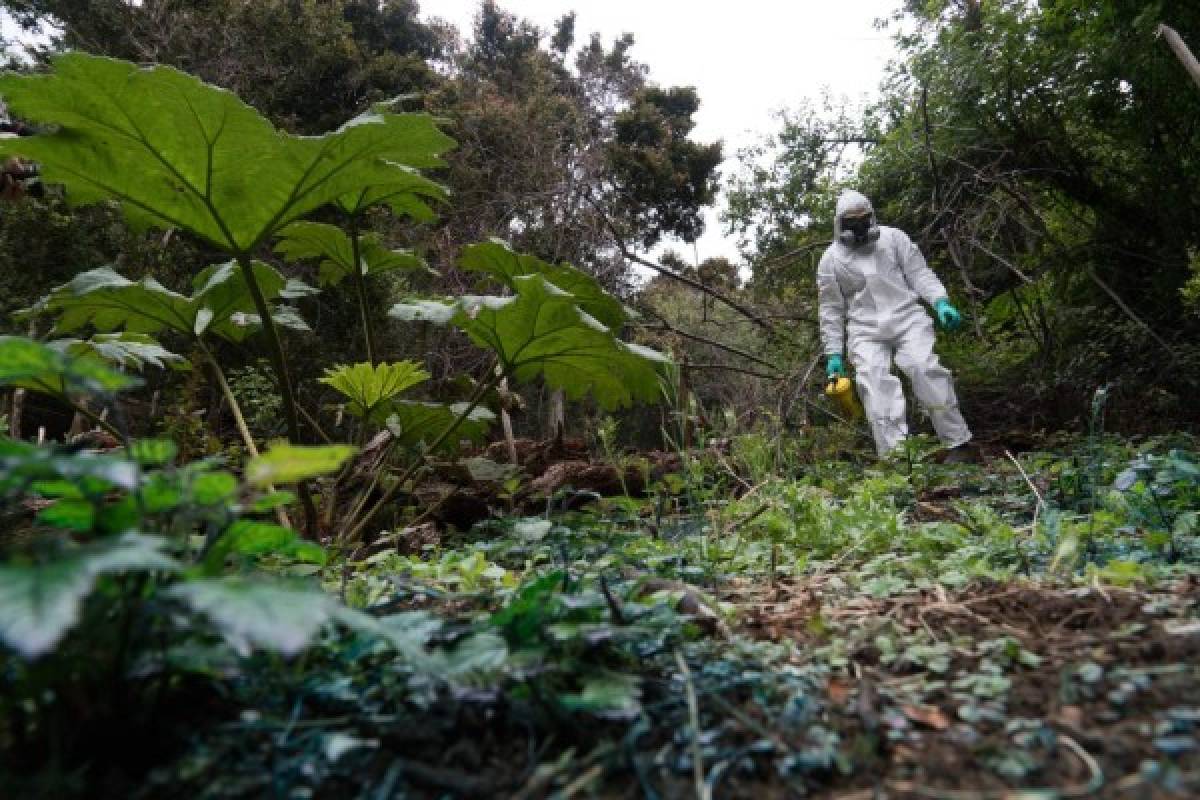 Un técnico ambiental fumigó plantas invasoras en la isla chilena.