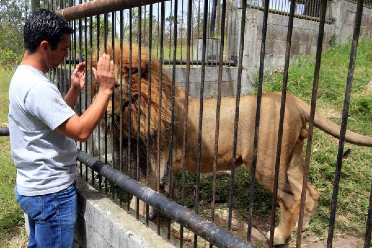 Javier y Simba: Amistad entre garras en el zoológico de la capital hondureña