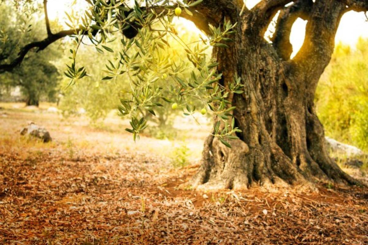 La columna dominical de Octavio Carvajal: El árbol de oliva
