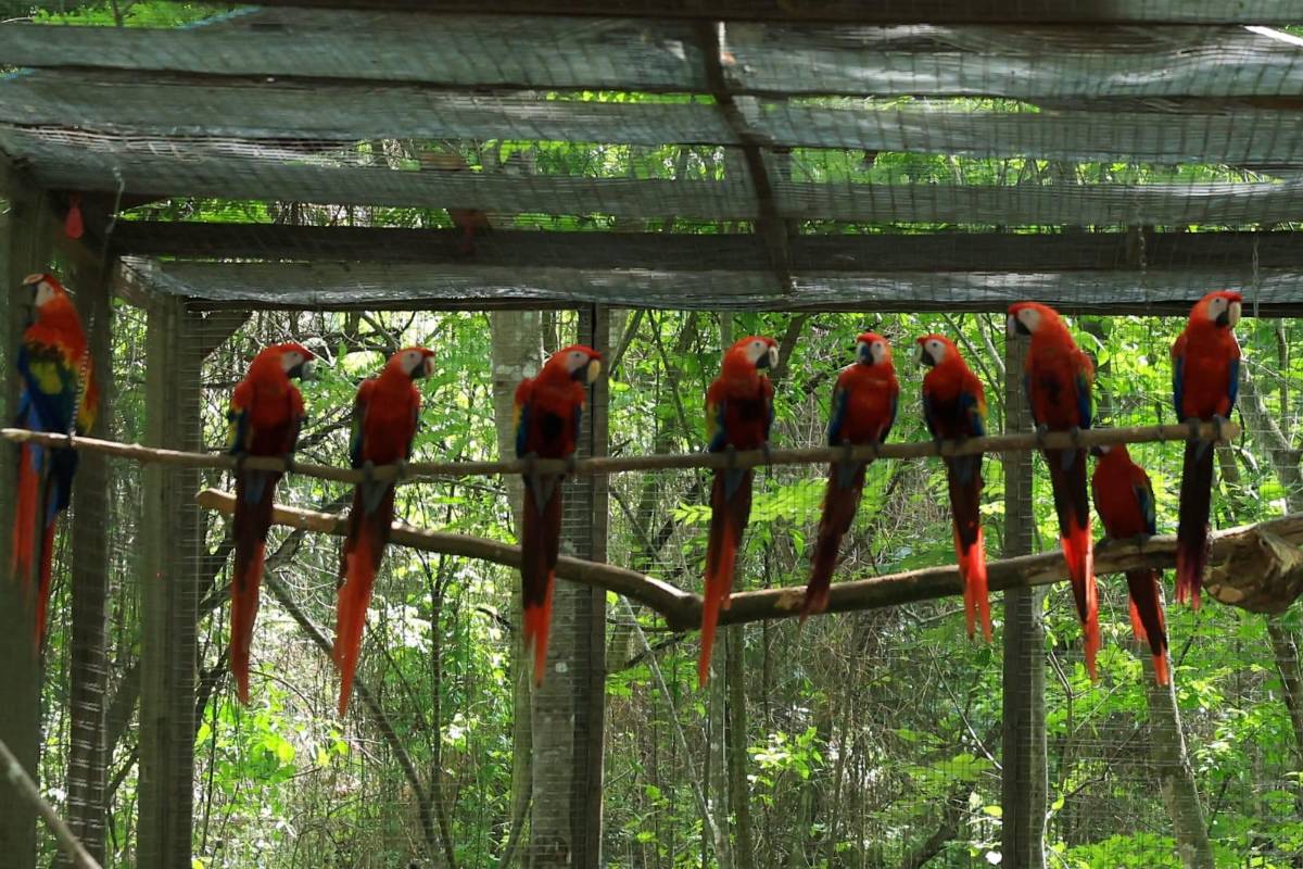 Guacamaya Fest 2026: Liberan 12 aves y consolidan a Copán Ruinas como destino turístico y ecológico