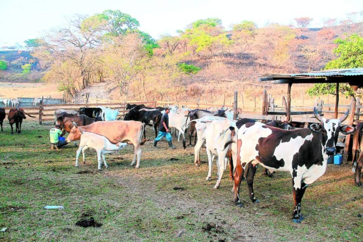 Ofrecen ganadería sostenible en CR