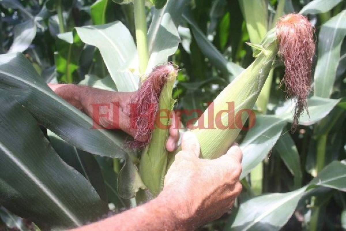 Quintal de maíz será pagado a los productores hondureños a 360 lempiras