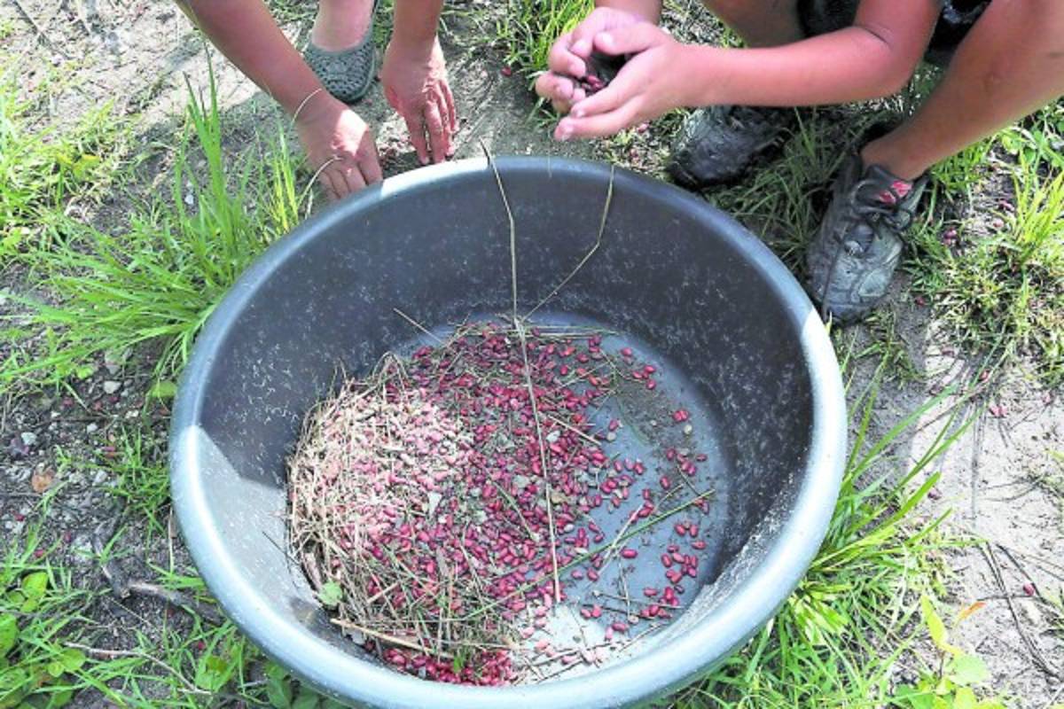 Ordenan investigación por frijoles tóxicos desechados por el PMA