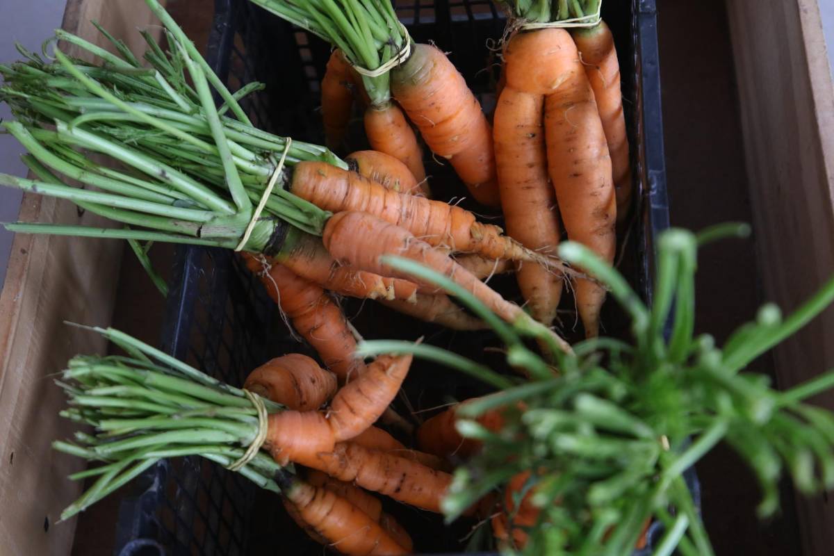 Imágenes que inspiran: así se vive con optimismo en Arca de Esperanzas