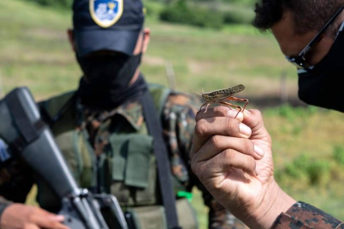 El Salvador combate plaga de langosta que amenaza agricultura