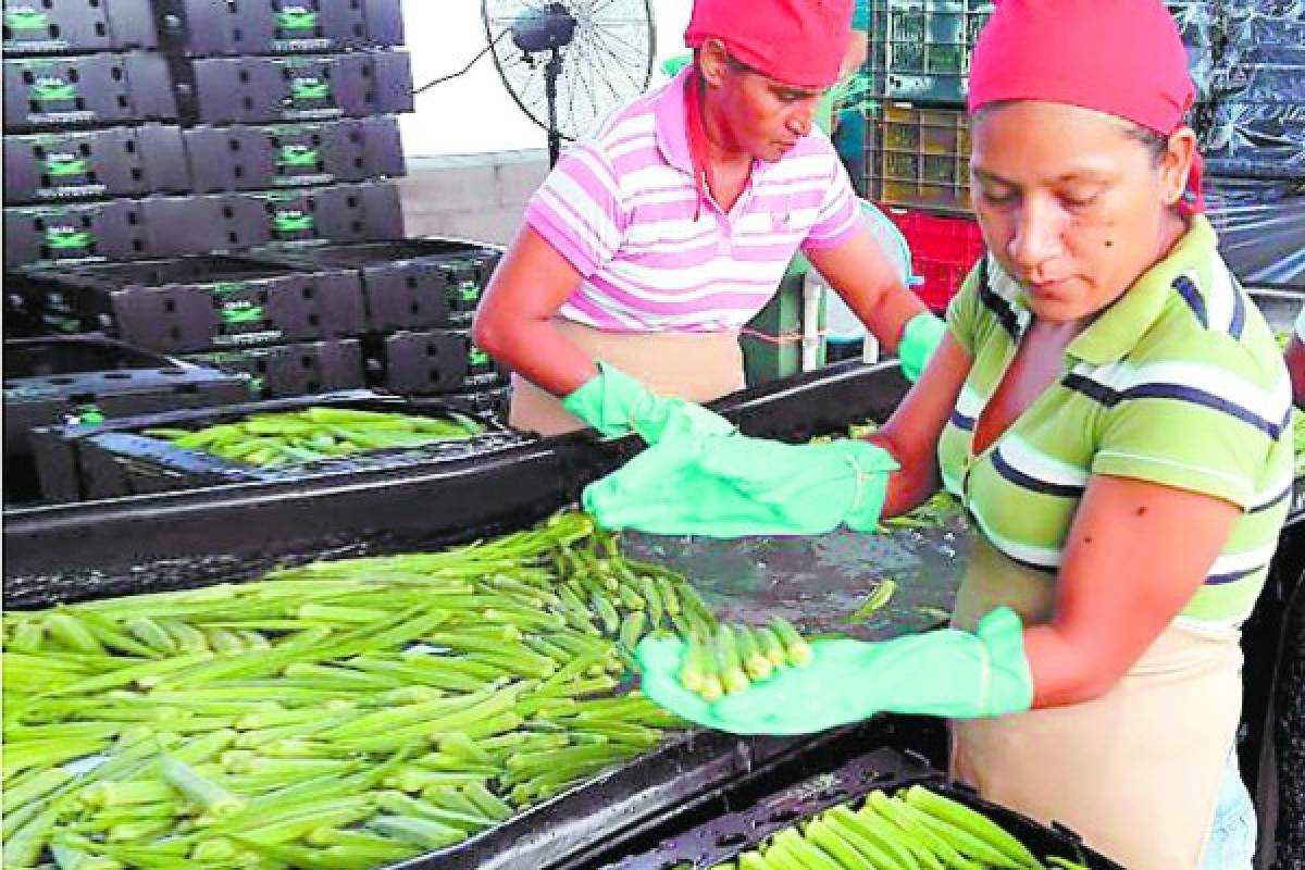 Aumento en cultivos de ocra dará producción récord a la zona sur de Honduras
