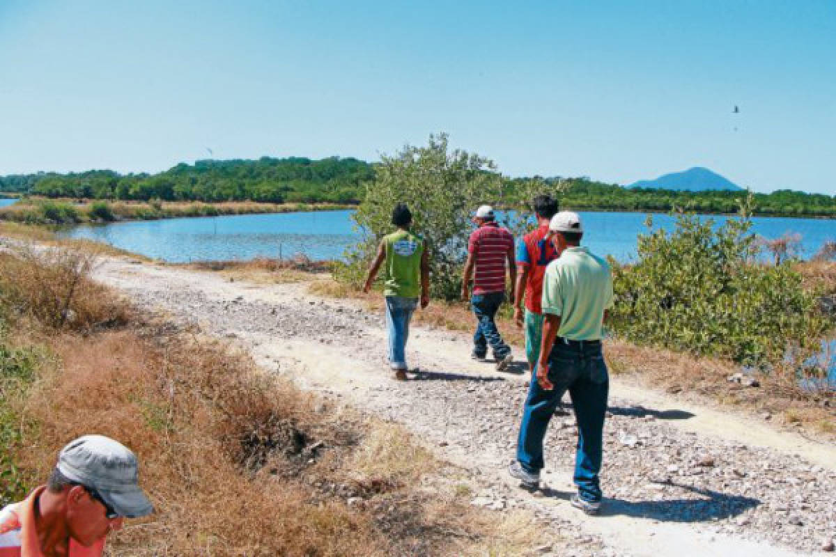 Gobierno suspende desalojo de fincas camaroneras