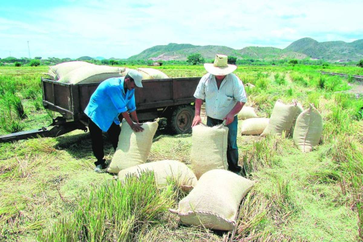 Cultivos alternativos mantienen a flote el sector agrícola del sur
